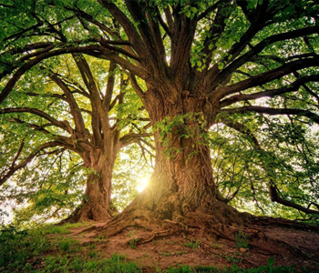 nachhaltigkeit Baum